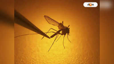 Dengue Fever : হু হু করে বাড়ছে ডেঙ্গি আক্রান্তের সংখ্যা, চিন্তায় ত্রিপুরার স্বাস্থ্য দফতর