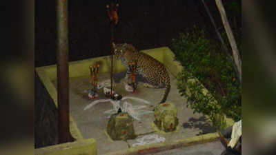 Tirumala Leopard: తిరుమలలో మళ్లీ చిరుత కలకలం.. ఈ సారి మెట్ల దగ్గరనే..