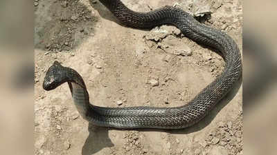 Cobra Snake: उम्र 15 साल, लंबाई 6 फीट... हरियाणा के इस जिले में निकला सफेद और काले रंग का जहरीला कोबरा