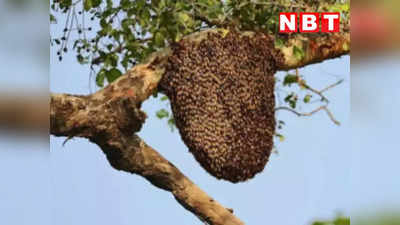 Dhar News: धार में अंतिम संस्कार कर लौट रहे लोगों पर हुआ मधुमक्खियों का हमला, एक की मौत 4 हॉस्पिटल में भर्ती