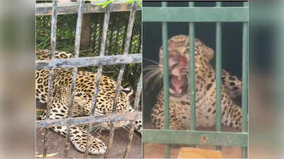 Tirumala Leopard: శ్రీవారి భక్తులకు టీటీడీ అలర్ట్.. తిరుమలలో మరో 5 చిరుతల సంచారం