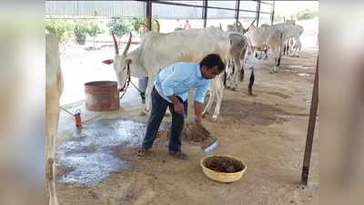 अंध तरुण करतोय ३० खिलार गाईंचा सांभाळ; गोमूत्र, गोवऱ्या विक्रीतून करतोय लाखोंची उलाढाल