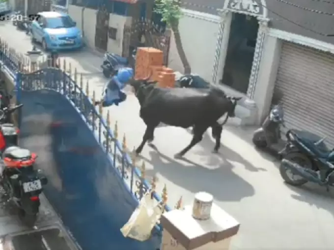अचानक गाय आली अन् केला जोरदार हल्ला