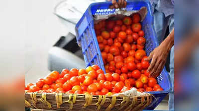 Tomato Rate: 50 টাকা কেজিতে টমেটো বিক্রি করছে সরকার! স্বাধীনতা দিবসে বড় স্বস্তি মধ্যবিত্তের