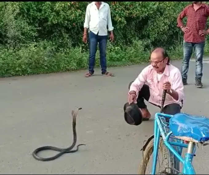 CObra snake