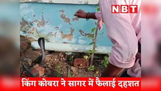 sagar news king cobra seen behind on stair feared people called snake catcher akil baba see video