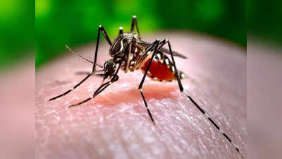 गाजियाबाद में डेंगू का प्रकोप, अब तक 119 मरीज आए सामने, नोएडा में भी बढ़े मामले