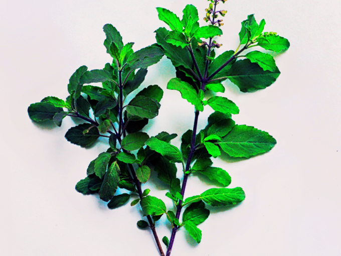 tulsi