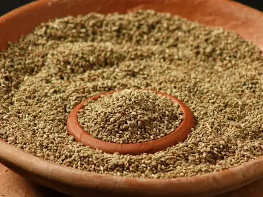 Ajwain: 2 तरीकों से इस्तेमाल अजवाइन को बनाता है दवा, पेट में पहुंचते ही दिखाएगी कमाल, खत्म करेगी 11 बीमारी - carom seeds or ajwain benefits know how to use it to