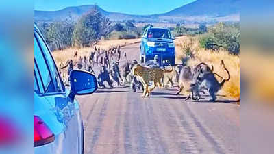 Baboon Attacks Leopard: বেবুনের দলের সঙ্গে লড়তে নাকাল চিতাবাঘ! রোমহর্ষক ভিডিয়ো ভাইরাল নেটপাড়ায়