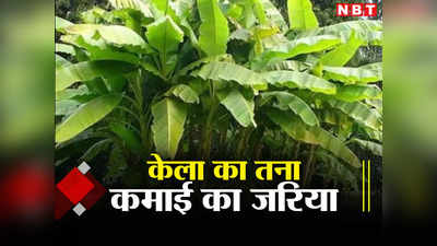 Good News: बिहार में केले का तना बना किसानों की कमाई का जरिया, जानिए कैसे जैविक खाद बनाकर कर रहे आमदनी