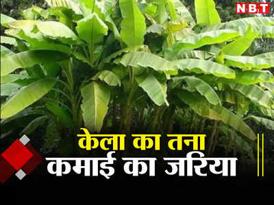 Good News: बिहार में केले का तना बना किसानों की कमाई का जरिया, जानिए कैसे जैविक खाद बनाकर कर रहे आमदनी