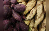 Sweet Potato: షుగర్ పేషెంట్స్‌.. ఈ దుంప తింటే మంచిది..!