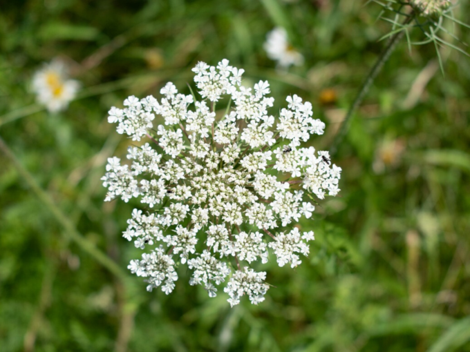 ​અજમાના ફાયદા