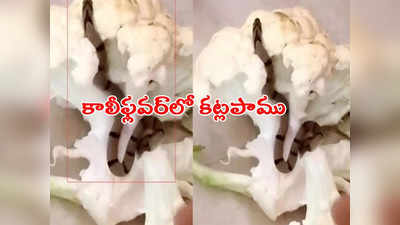 Cauliflower: కూరగాయలు తరిగేటపుడు షాకింగ్ ఘటన.. కాలీఫ్లవర్‌లో కట్లపాము