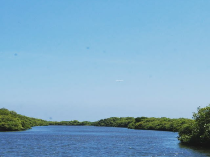 சதுப்பு நிலக் காட்டுக்குள் பயணம்