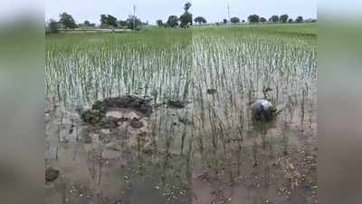 Gwalior News: आसमान से खेत में बरसे 6Kg वजन वाले रहस्यमयी गोले, दहशत में लोग, मौके पर पहुंची पुलिस