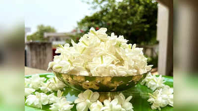 Jasmine Flower: জুঁই ফুলের সহজ টোটকায় খুলবে ভাগ্য, এক ছড়া জুঁইয়ের মালা আপনার জীবন বদলে দিতে পারে