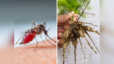 Foods For Dengue Fever: डेंगू-मलेरिया में खाएं ये 8 चीजें, बढ़ेगा Platelet Count