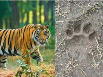 Chhindwara News: तेंदुआ के बाद अब जंगल छोड़कर रिहायशी इलाकों में बाघिन ने दी दस्तक, 4 गांव में अलर्ट