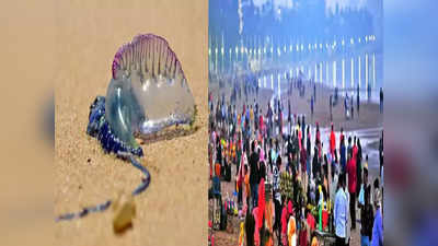 Mumbai News: मुंबईकरांनो जेली फिश, स्टिंग रे पासून सावध राहा, समुद्रकिनारी काय काळजी घ्याल?