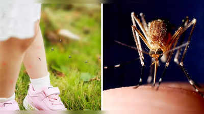 मच्छरांबद्दलचे काही इन्टरेस्टिंग फॅक्ट; जाणून घ्या इतिहास, आजारांचा शोध अन् कोणत्या देशात प्रमाण अधिक?