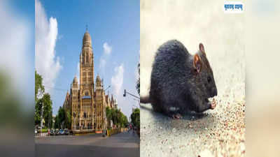Mumbai News: मुंबईत सात लाख उंदरांचा महापालिकेकडून खात्मा, अशी लावतात विल्हेवाट