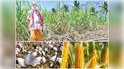 Farmers News : चावल से रूई तक, किसानी में अब उतना फायदा नहीं रहा, जानें क्यों