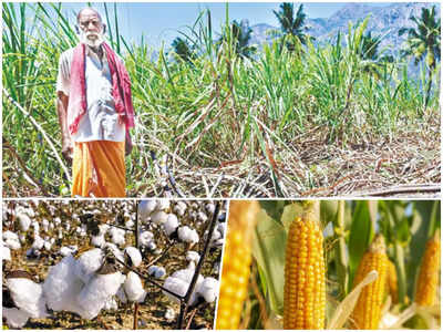 Farmers News : चावल से रूई तक, किसानी में अब उतना फायदा नहीं रहा, जानें क्यों