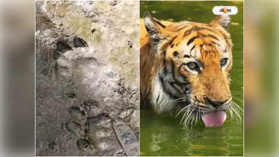 Sundarban Royal Bengal Tiger : কাকদ্বীপে বাঘের আতঙ্ক, মিলল পায়ের ছাপও! ঘুম উড়ল বাসিন্দাদের