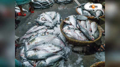 Hilsa Fish Price : মাত্র ৪৫০ টাকা কেজি ইলিশ! কিনতে লম্বা লাইল পড়ল বরগুনা বাজারে