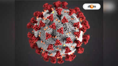 Coronavirus Disease : অল্পবয়সীদের অকাল মৃত্যুর জন্য করোনাই দায়ী? বলবে সমীক্ষা