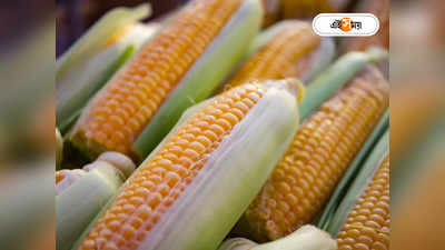 Tripura Corn Export Maharashtra : উত্তর পূর্ব ভারতের ভুট্টা পাওয়া যাবে মহারাষ্ট্রে, বড় পদক্ষেপ ত্রিপুরা কৃষি মন্ত্রীর
