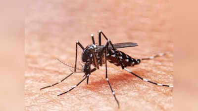 Jamshedpur News: सावधान! घर की जांच में मिला डेंगू का लार्वा तो लगेगा भारी जुर्माना, जानिए इसके लक्षण