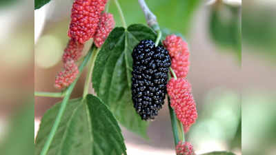 Mulberries Health Benefits: మల్బరీ పండ్లతో క్యాన్సర్‌కు చెక్‌ పెట్టేయండి..!