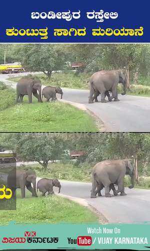 vijaykarnataka/cities/mysuru/bandipur-reserve-forest-highway-road-baby-elephant-injured-walks-with-broken-leg-viral-video