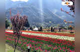 Indira Gandhi Tulip Garden : এশিয়ার সবচেয়ে বড় টিউলিপ গার্ডেনের শিরোপা, জানেন দেশের কোথায় রয়েছে এই বাগান?