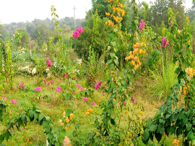 ​<strong>असोला भट्टी वन्यजीव अभयारण्य - Asola Bhatti Wildlife Sanctuary</strong>​