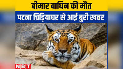 Bihar News : देश से कम हो गई एक टाइगर, पटना से वन्यप्रेमियों के लिए आई बेहद बुरी खबर