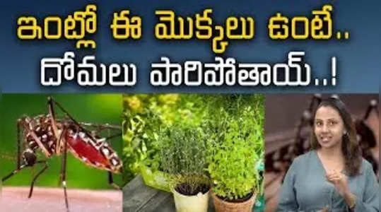 plants that will act as repellent for mosquitoes