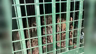 Leopard Died: बिजनौर के जिस तेंदुए की दहशत यूपी विधानसभा तक गूंजी, इटावा लायन सफारी में उसकी मौत हुई