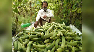 UP News: हरदोई के किसान सब्जी उगाकर लाखों की कमाई कर रहे, छोटे किसानों के लिए भी खेती बनी मुनाफे का सौदा