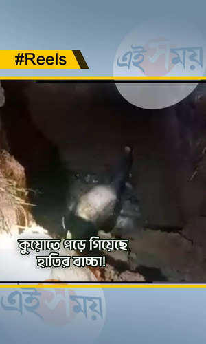 baby elephant rescued from mud hole by west bengal forest department in paschim medinipur watch video