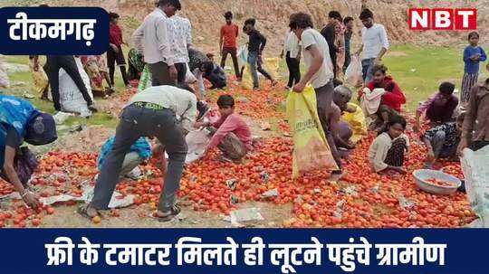 tikamgarh news tomato lying besides roadside villagers reach to loot