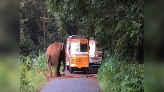 பண்ணாரி கோவில் அருகே வாகனத்தை வழி மறைக்கும் யானைகள்; பீதியில் வாகன ஓட்டிகள்!