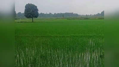 Bihar Weather Update: बिहार में फिर सक्रिय हुआ मानसून, अगले दो दिनों तक झमाझम होगी बारिश