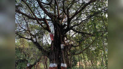 धौलपुर में पेड़ पर लटका मिला ग्रामीण का शव , हत्या का शक जताकर परिजनों ने किया हंगामा