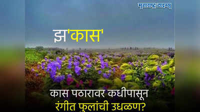 Kas Pathar : कास पठारावर फुलं कधी बहरणार? पर्यटकांनो प्लॅनिंग सुरु करा, तारखेचा अंदाज व्यक्त