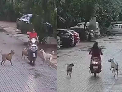 नोएडा में स्कूटी से जा रही महिला को आवारा कुत्तों ने घेर लिया, भागने के चक्कर में गिरकर हुईं घायल