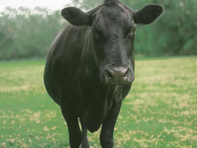 ಕಪ್ಪು ಹಸು